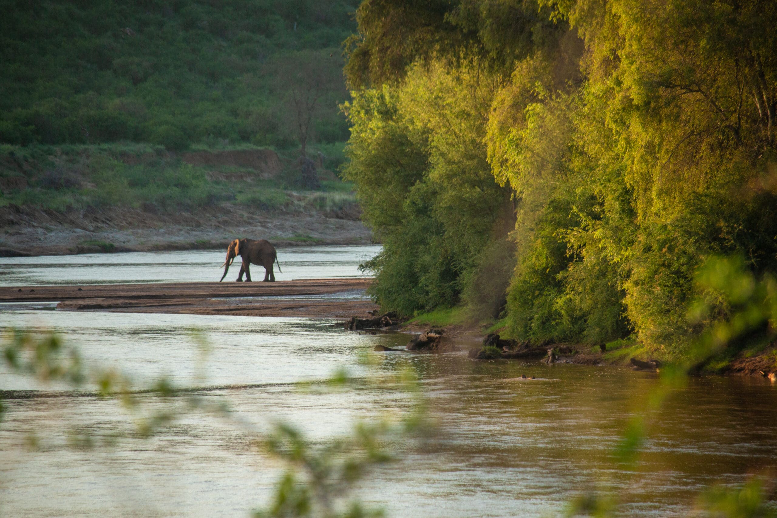 Alleenstaande olifant loopt langs een rivier in Samburu Kenia