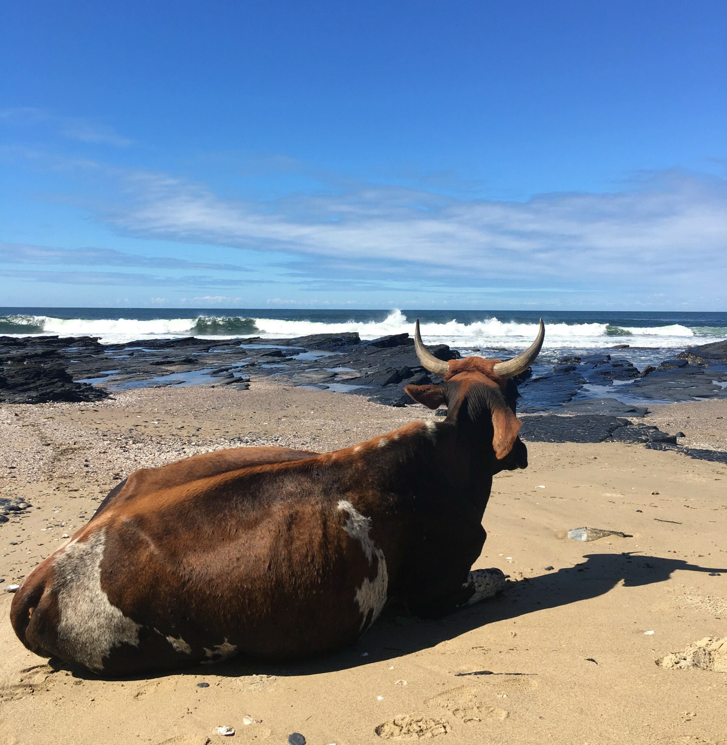 Een bruin-witte koe met gebogen horens ligt op een zandstrand met uitzicht op de oceaan, waar de golven op de rotsen slaan onder een blauwe lucht met verspreide wolken.