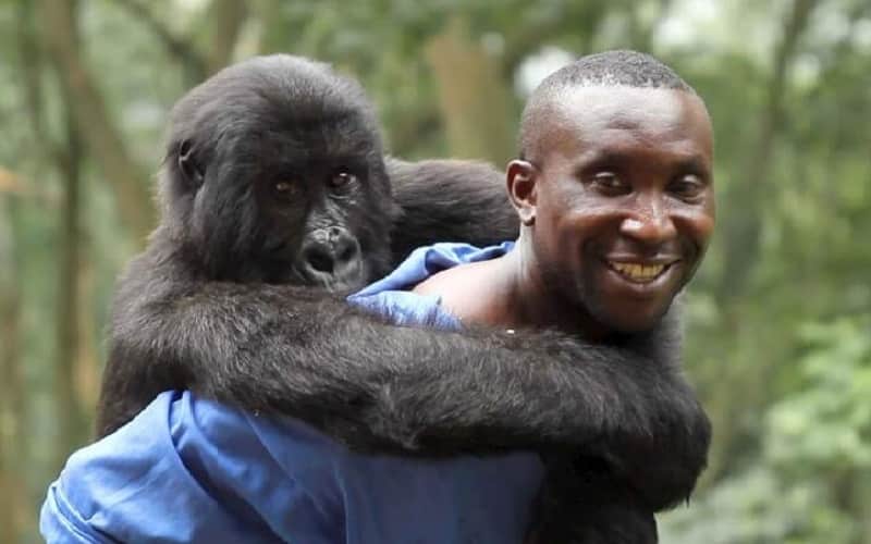 Een man glimlacht terwijl een jonge gorilla zich vastklampt aan zijn rug in een weelderig, groen Rwandees bos. De man, gekleed in een blauw shirt, draagt de speelse gorilla wiens armen om zijn schouders zijn geslagen - een uniek moment in Afrika.