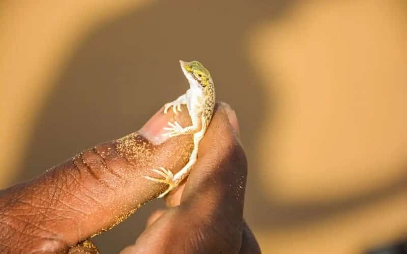 Een kleine hagedis met een groene kop en een gespikkeld lichaam zit op zanderige vingers, met een vage bruine achtergrond.