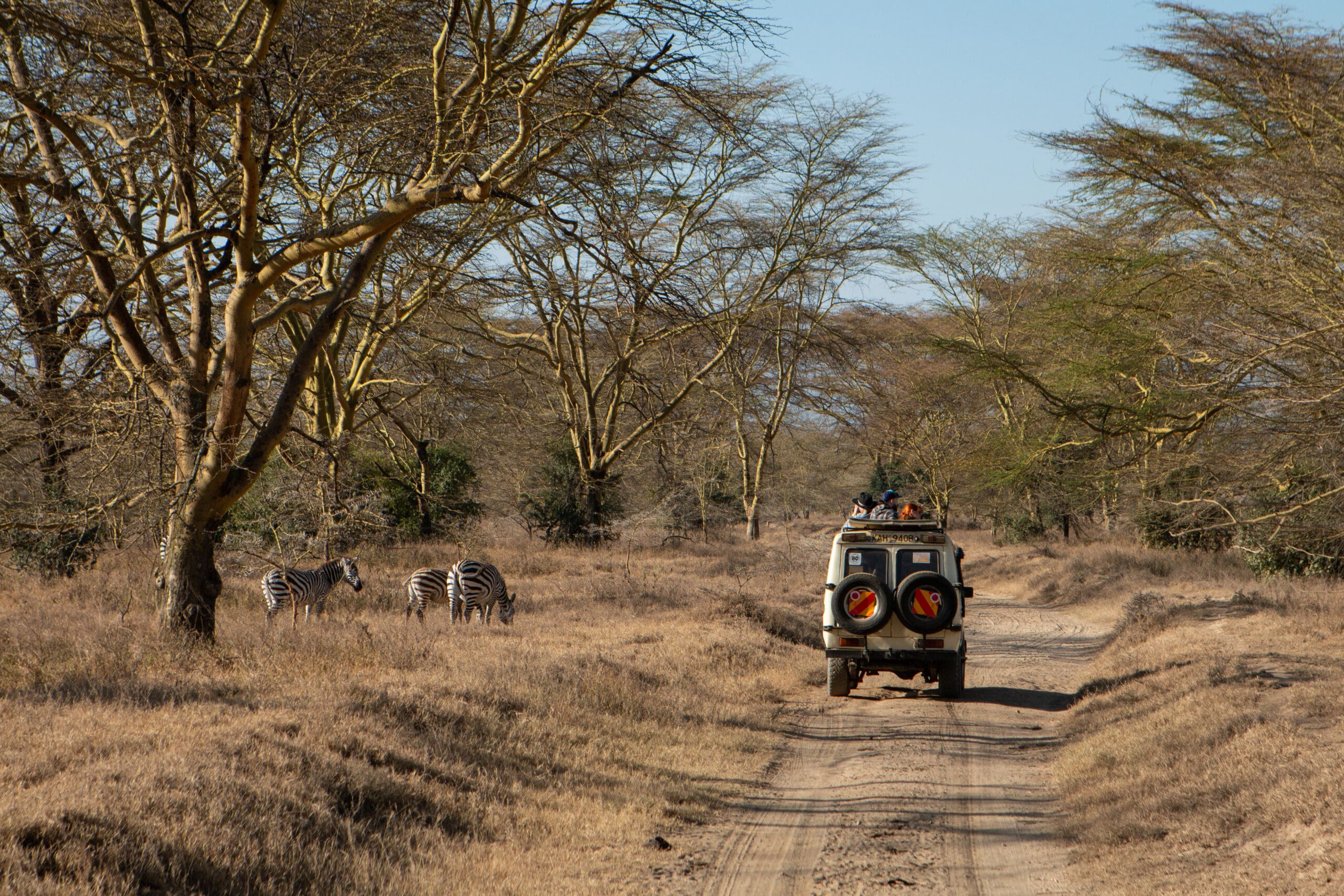 Safari jeep rijdt over een zandpad langs zebra’s tussen acaciabomen in Lake Nakuru National Park in Kenia