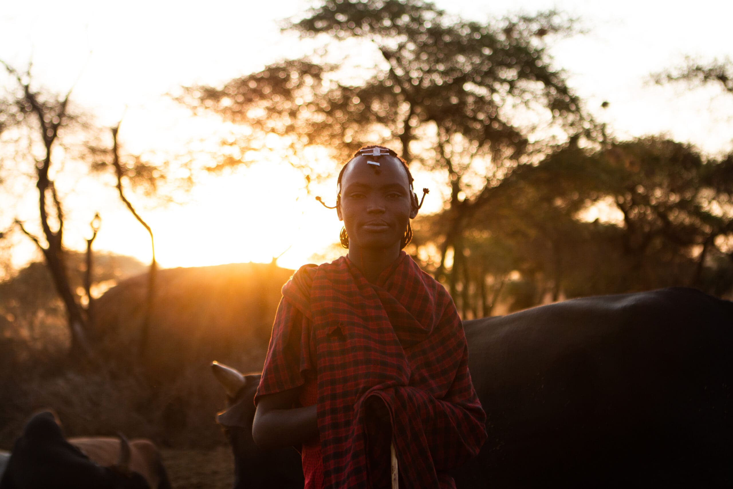 Eine Person in traditioneller rotkarierter Kleidung steht bei Sonnenuntergang im Freien, während sich hinter ihr Rinder und Bäume im warmen, goldenen Licht abzeichnen.