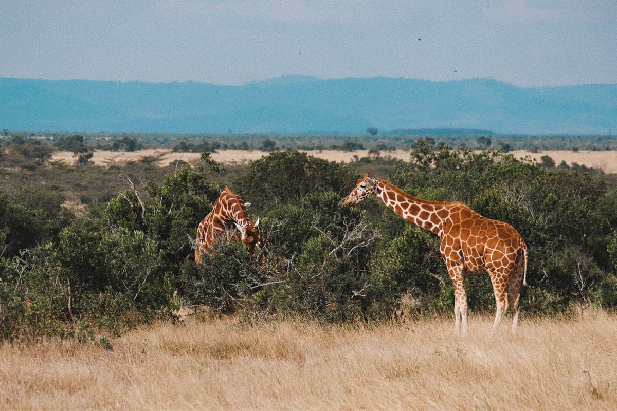 Twee giraffen grazen in de savanne van Samburu Kenia
