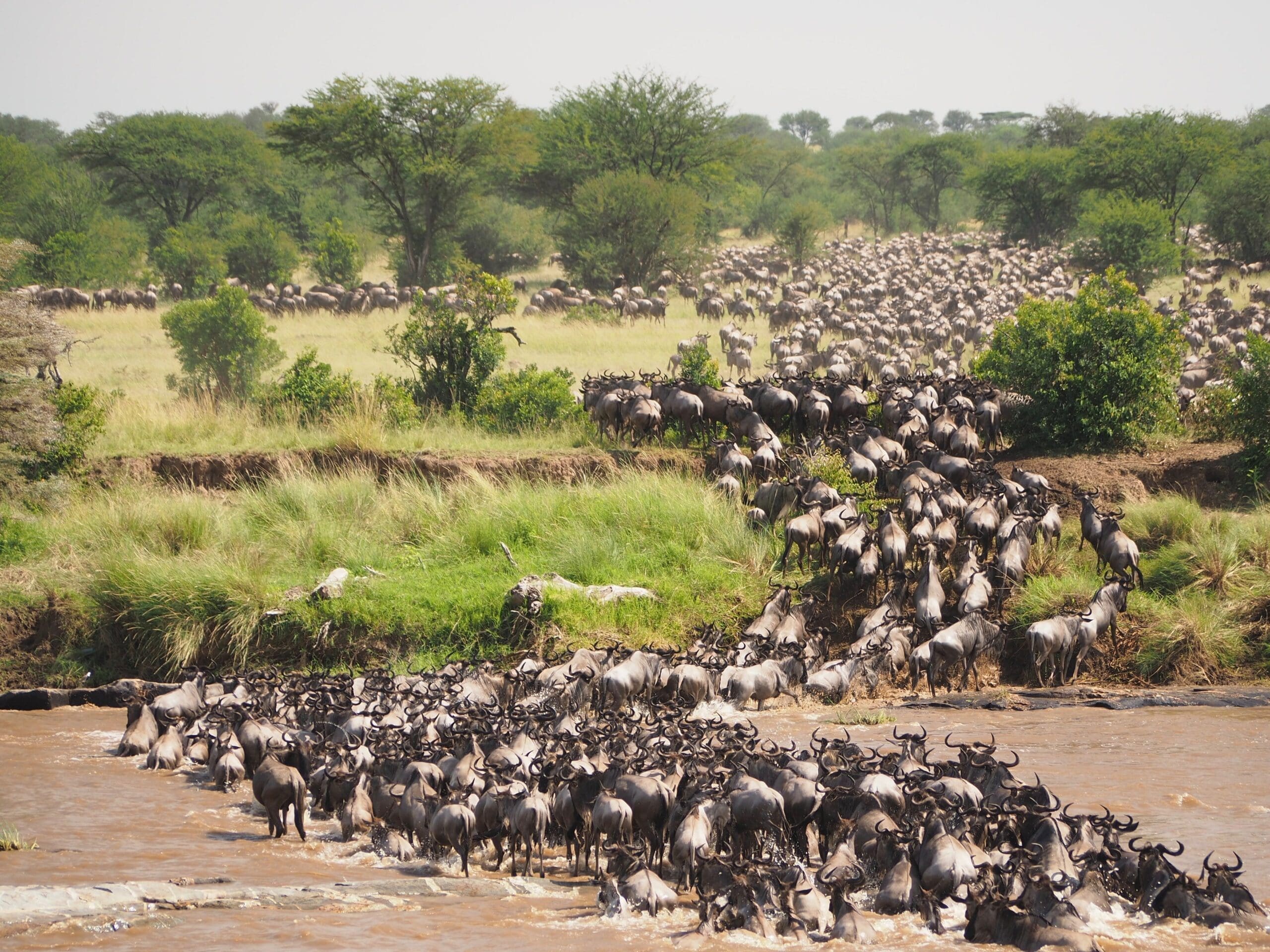 Een grote kudde gnoes steekt een modderige rivier over in de Afrikaanse savanne, met meer gnoes zichtbaar op de achtergrond en groene bomen verspreid over het landschap.