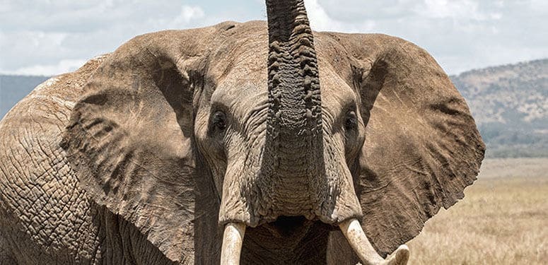 Olifant