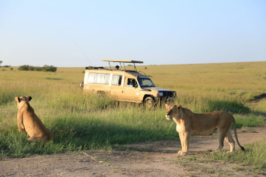 twee leeuwinnen rusten in het gras terwijl een safarivoertuig toekijkt op de Afrikaanse savanne
