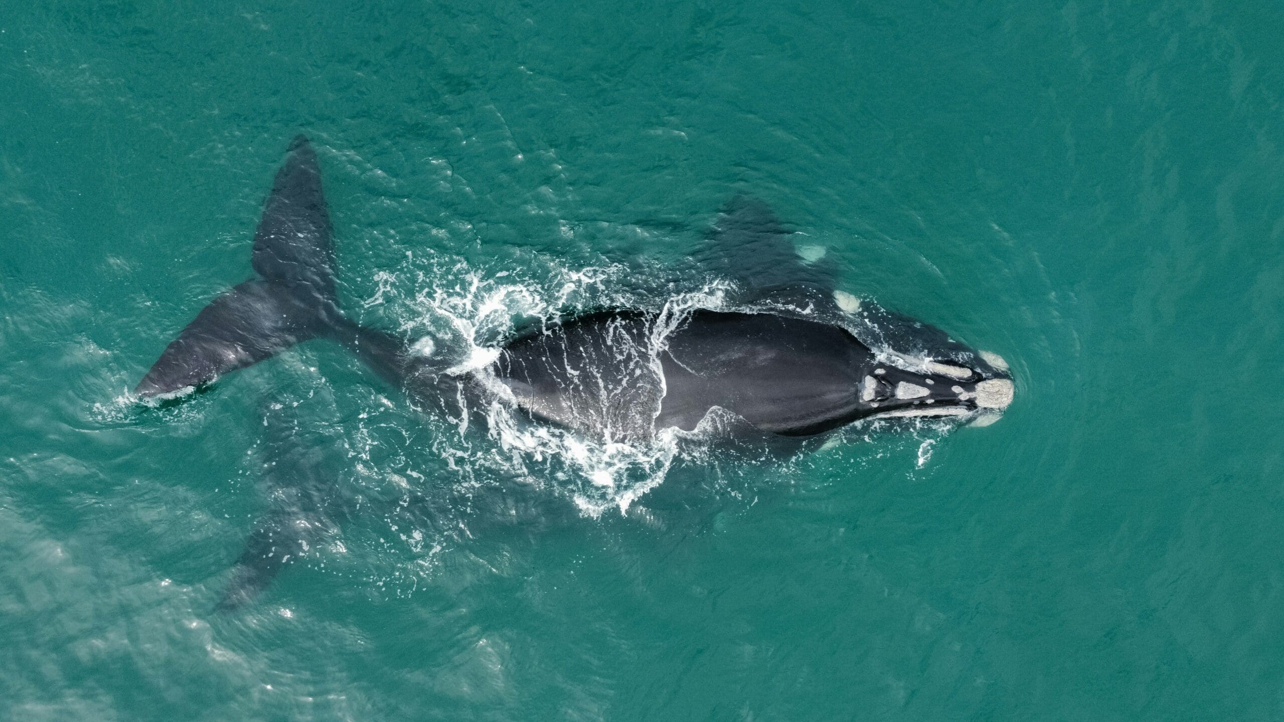 Luchtfoto van een grote zwarte walvis met witte vlekken op zijn kop zwemmend nabij het oceaanoppervlak in helder turquoise water.