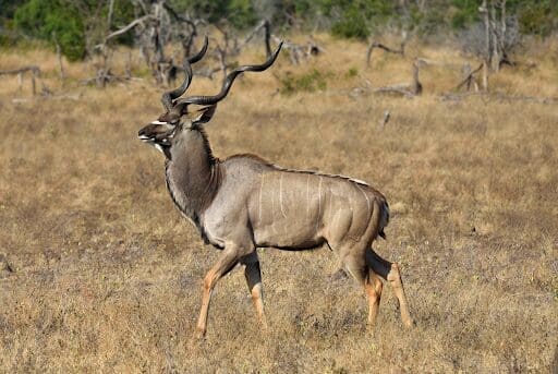 Antilope