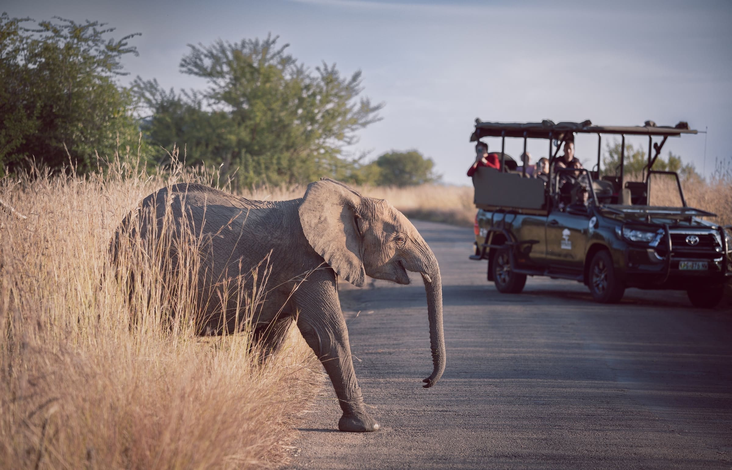 Een jonge olifant steekt een verharde weg over in de grassige savanne van Afrika terwijl een safarivoertuig met reizigers erin vlakbij stopt om te observeren en foto's te nemen.