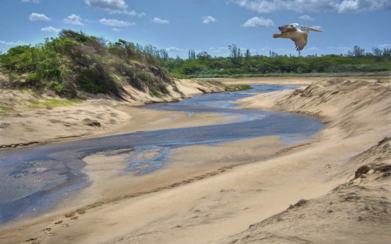 Een kronkelende rivier stroomt door een zanderig landschap met groene struiken en bomen op de achtergrond. Een grote witte vogel vliegt over de rivier onder een blauwe lucht met verspreide wolken.