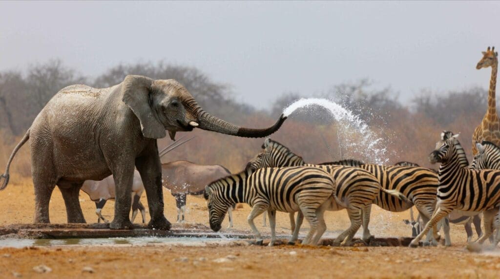 Ontdek het ruige Etosha National Park in Namibië
