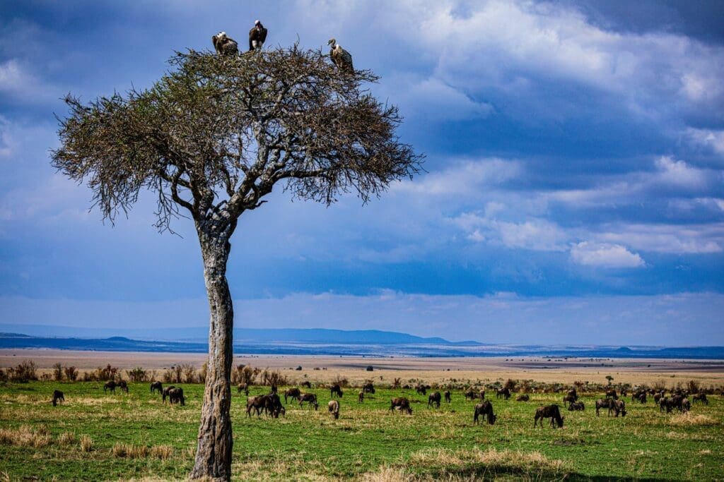 Kenya & Tanzania Combo Trip: Comfortably Off the Beaten Track
