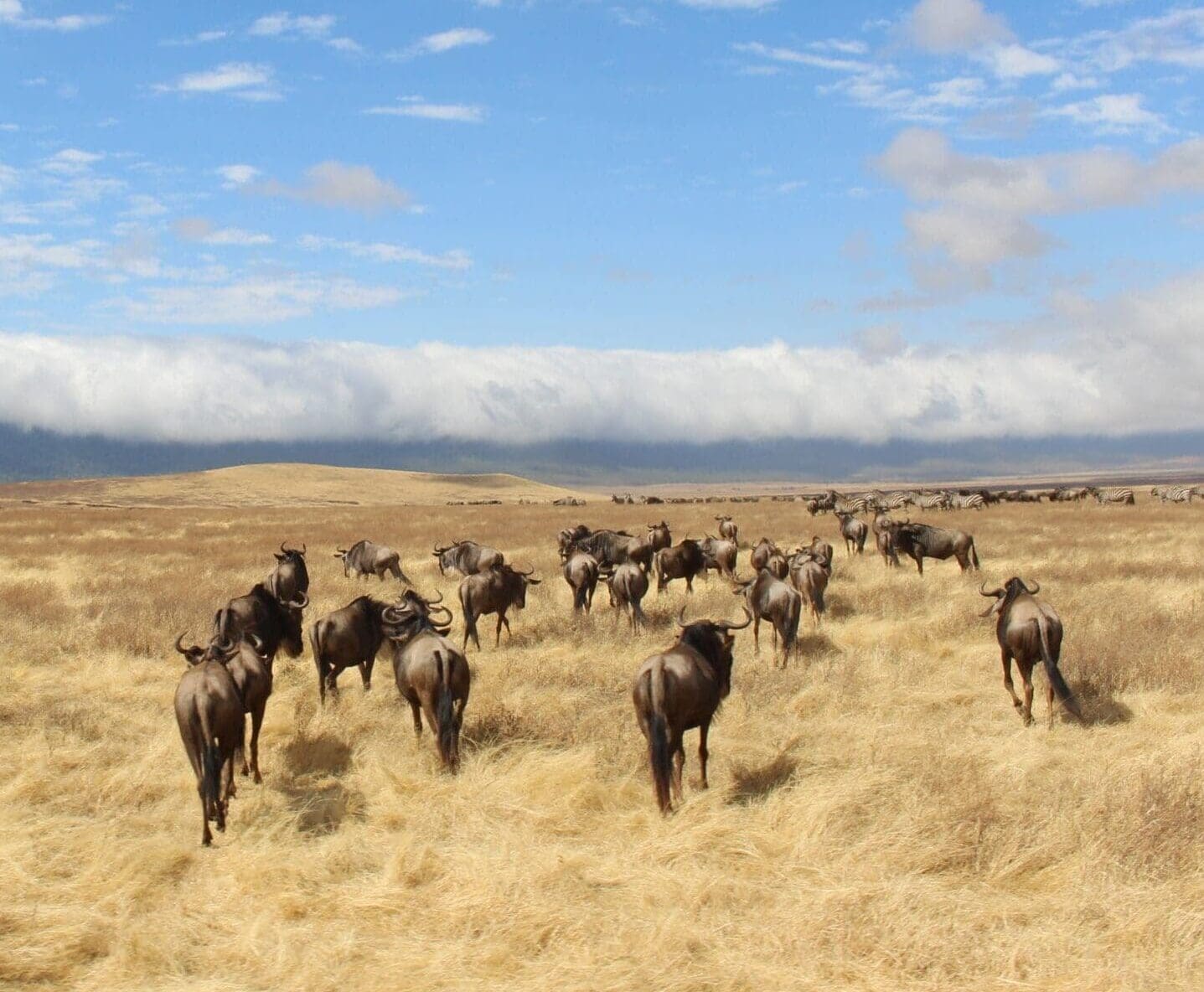 Een kudde gnoes rent over een uitgestrekte, droge grasvlakte in Tanzania onder een halfbewolkte blauwe hemel, met heuvels in de verte en lage wolken aan de horizon - een onvergetelijke reiservaring in Afrika.