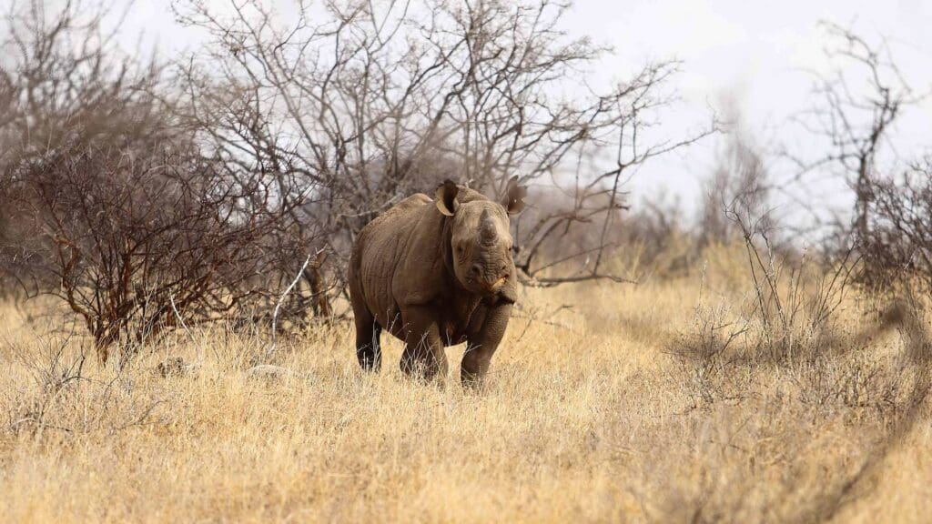 Kenya's diverse jungles: concrete, rainforest & savannah!