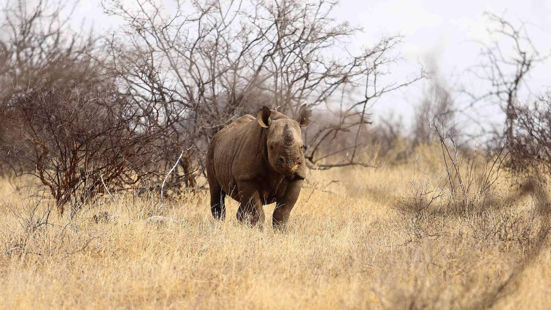 Kenya's diverse jungles: concrete, rainforest & savannah!