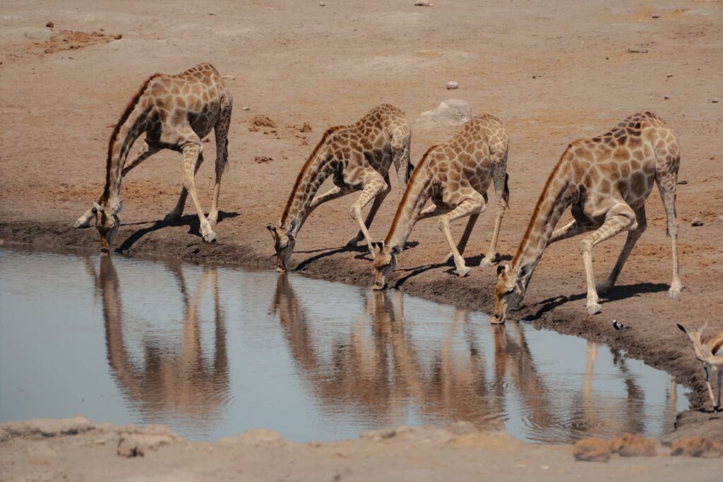 A client’s journey through Namibia: from Windhoek to Etosha National Park