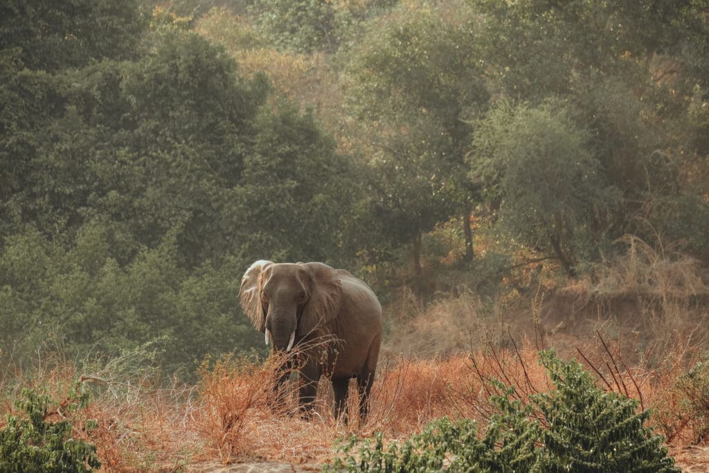 Een olifant staat te midden van hoog, droog gras en struikgewas in Malawi, met dichte groene bomen op de achtergrond onder zacht natuurlijk licht, waardoor reizigers een glimp kunnen opvangen van de serene wildernis van Afrika.