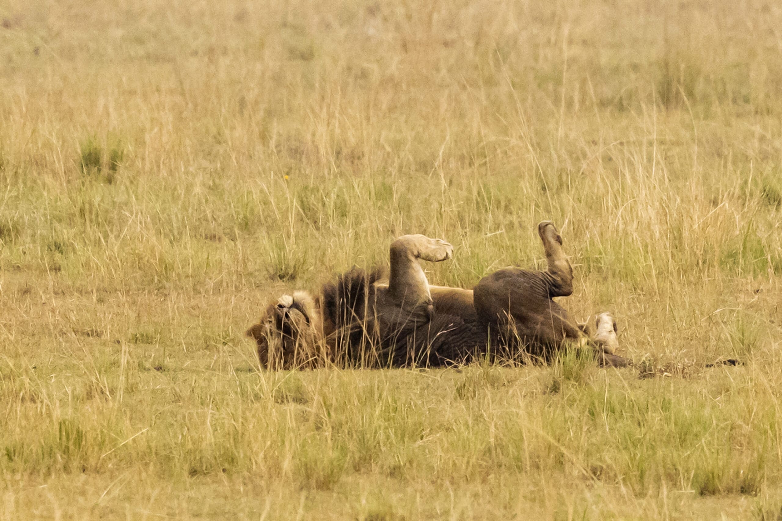 Een mannetjesleeuw ligt op zijn rug in hoog, droog gras, met zijn poten speels in de lucht, in een savannelandschap.
