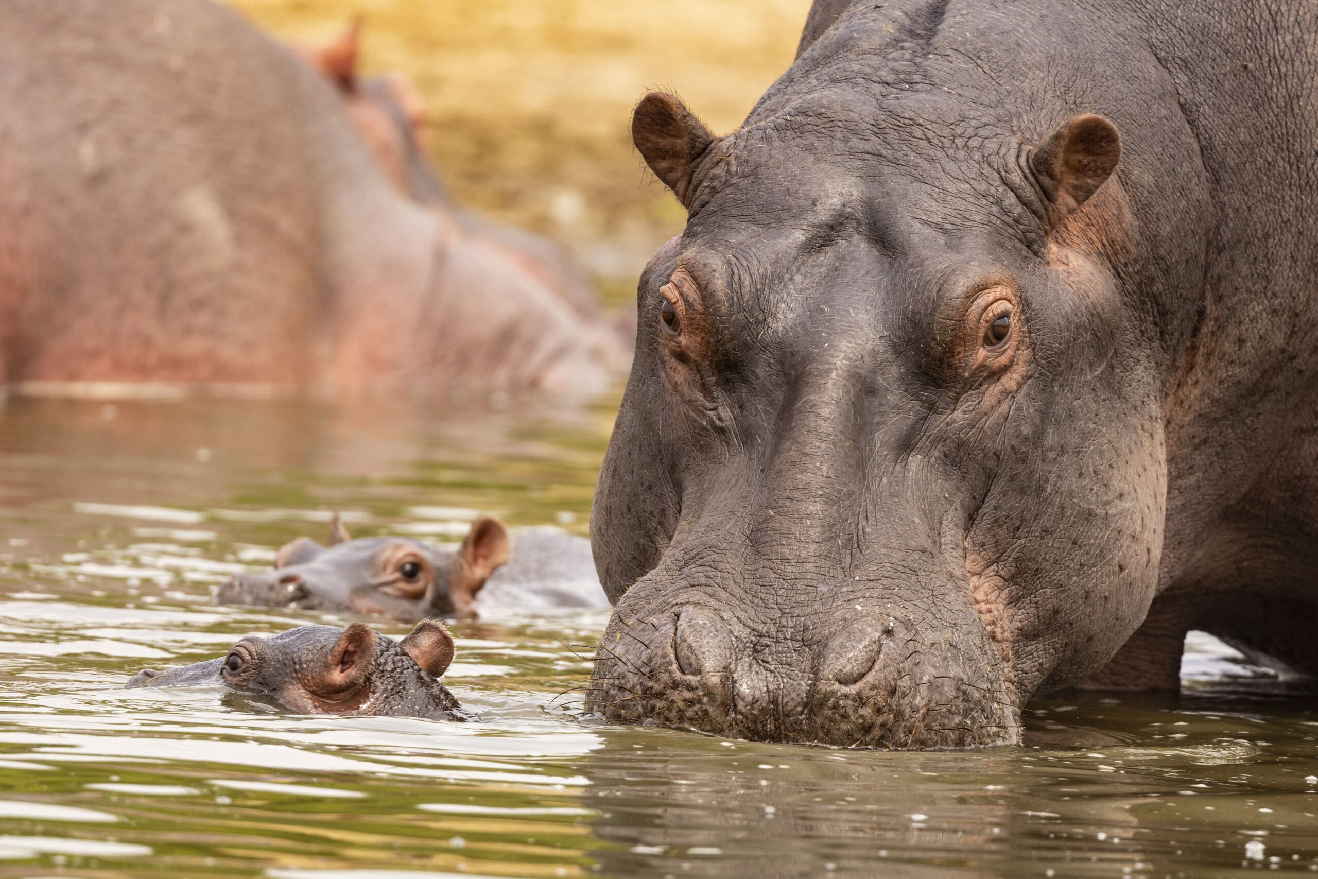 Een close-up van een volwassen nijlpaard in ondiep water met twee jonge nijlpaarden in de buurt, hun kop gedeeltelijk boven het wateroppervlak. De scène is kalm en natuurlijk.