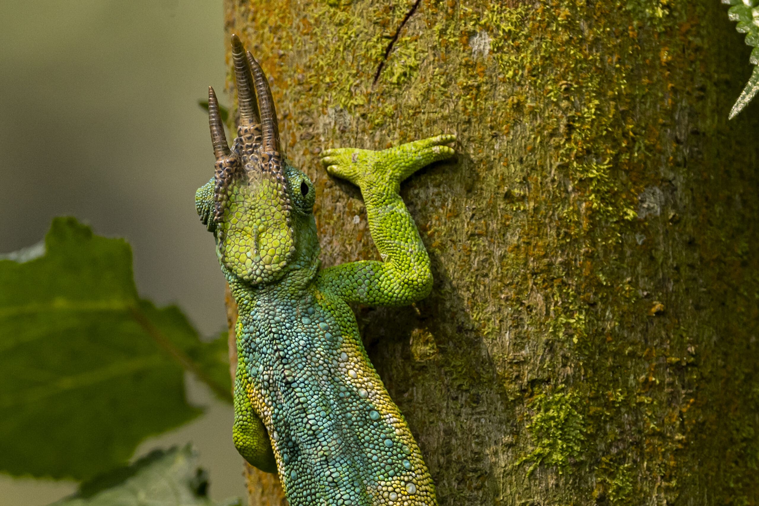 Een groenblauwe Jackson's kameleon met drie opvallende hoornachtige uitsteeksels op zijn kop klimt verticaal op een bemoste boomstam, omringd door bladerrijke takken.