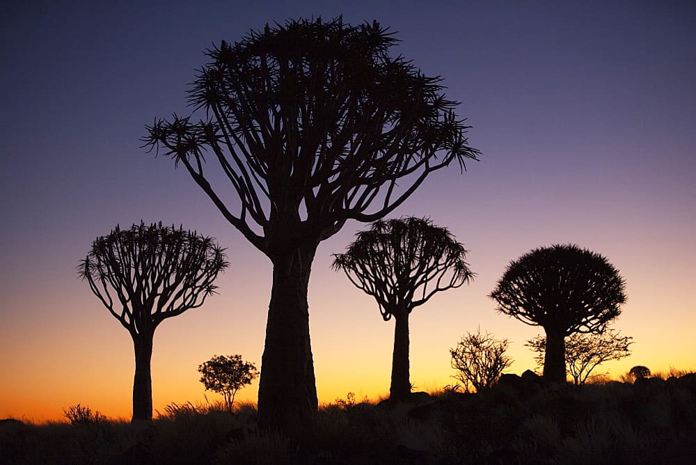 Silhouetten van kokerbomen steken af tegen een kleurrijke zonsondergang met diepblauwe, paarse en oranje tinten. De bomen hebben dikke stammen en stekelige bladeren, met struiken en gras op de voorgrond.