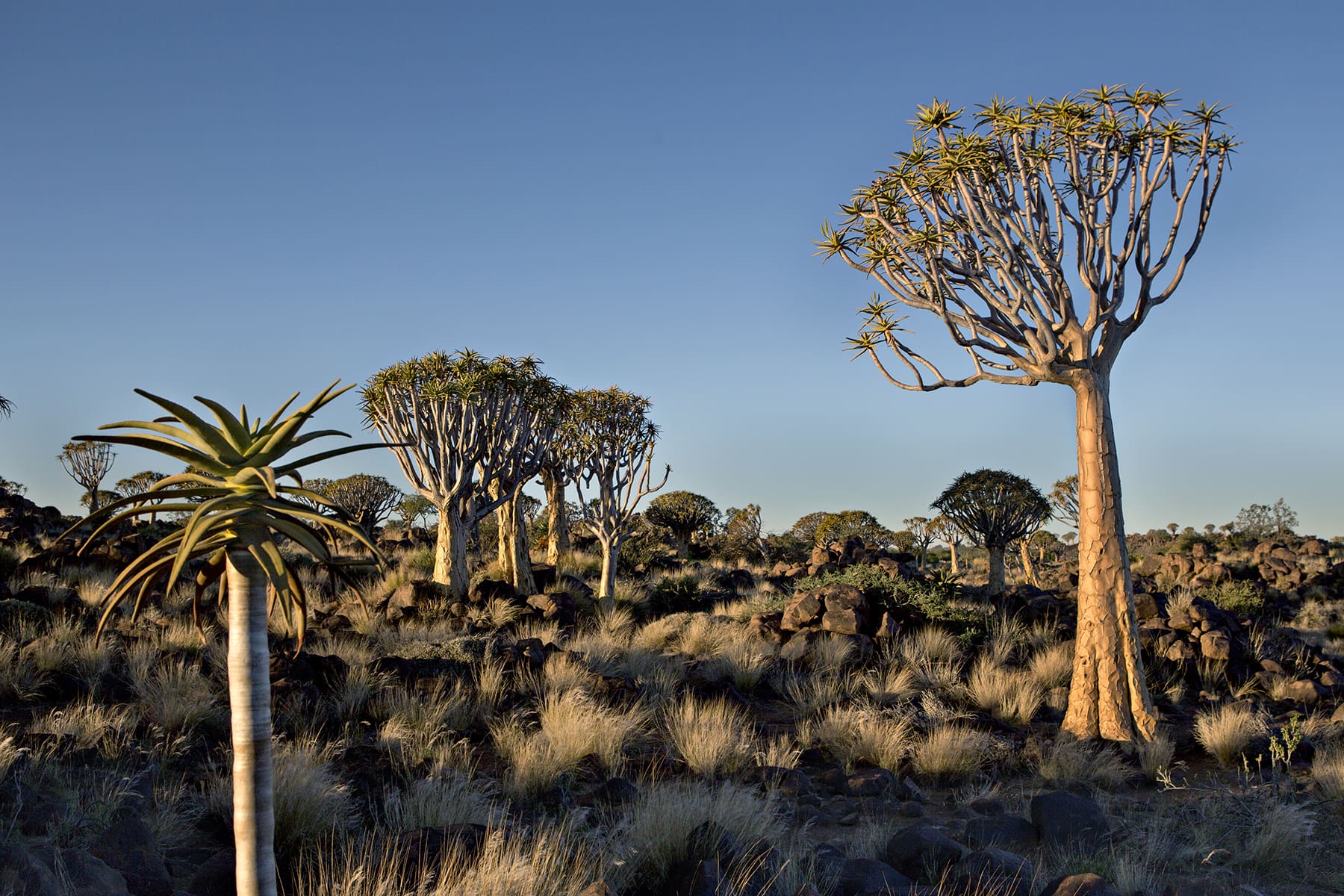 Een landschap met hoge kokerbomen en droog gras onder een helderblauwe hemel, met verspreide rotsen en bomen in de verte, waarschijnlijk in een semi-aride of woestijnachtige omgeving.