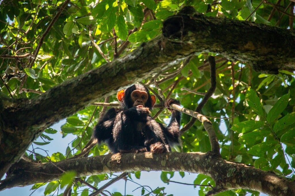 Die Must Sees des authentischen Uganda