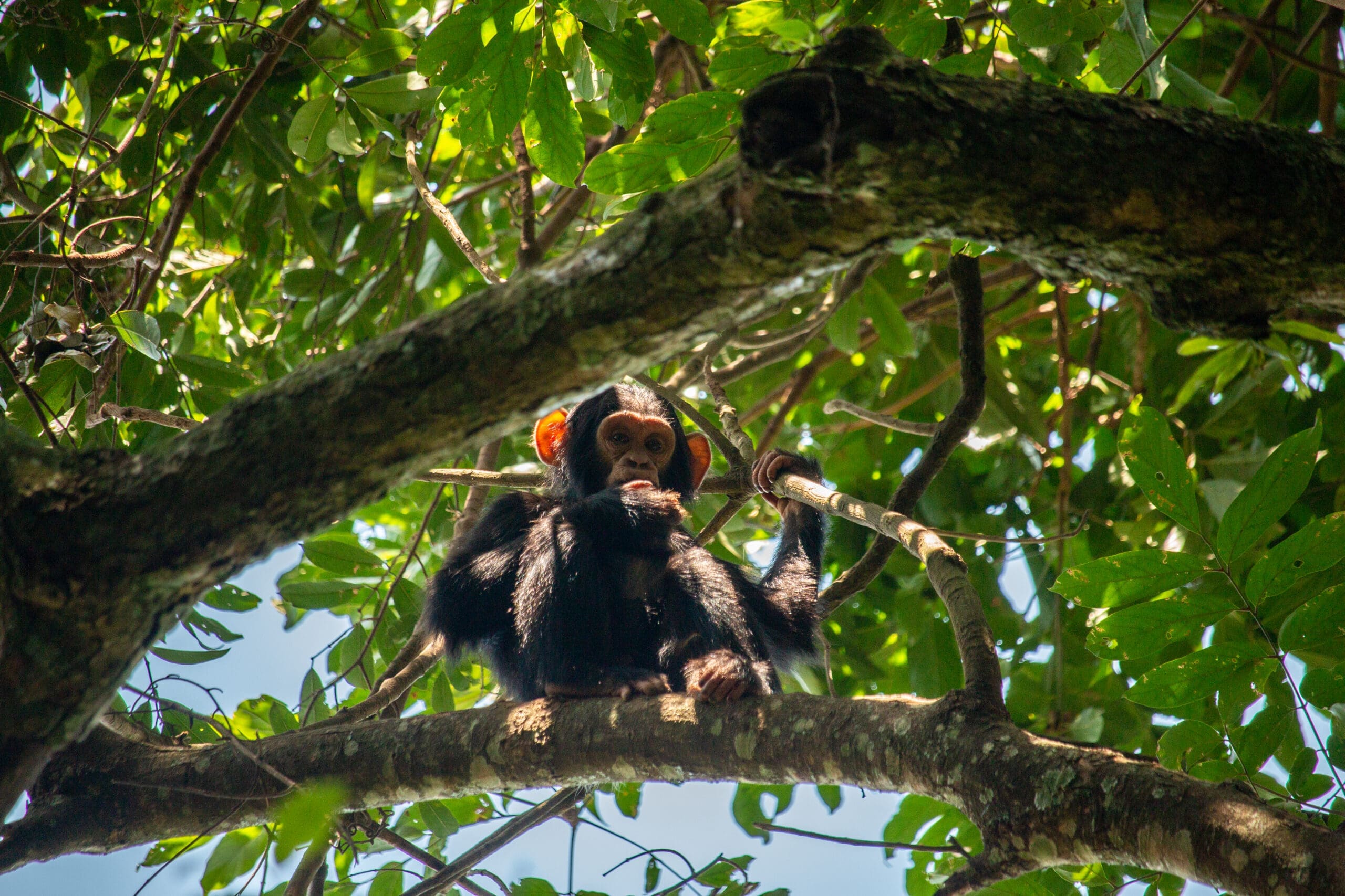 Die Must Sees des authentischen Uganda