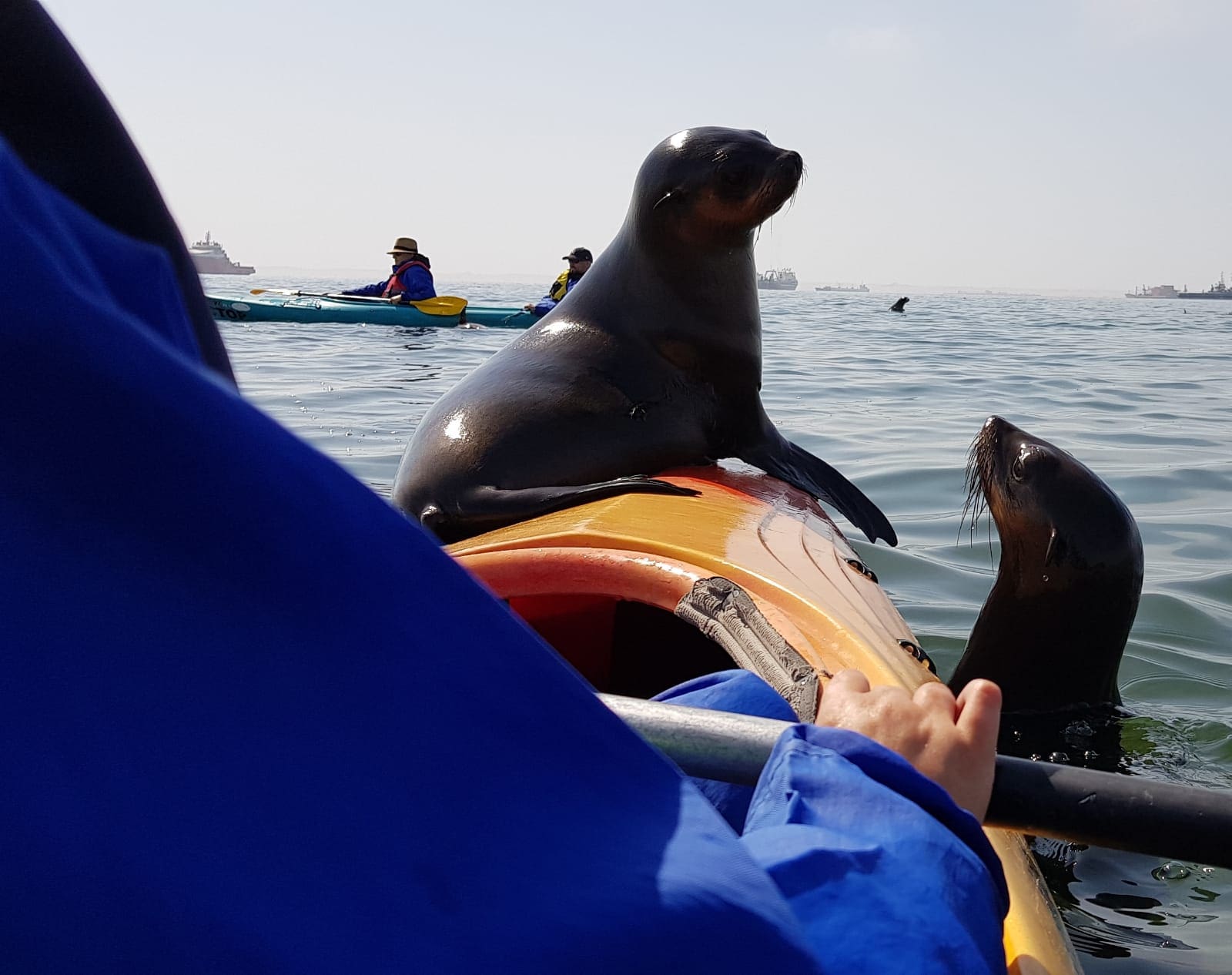 Een kajakende persoon in de oceaan wordt benaderd door twee nieuwsgierige zeeleeuwen, waarvan er een zijn flipper op de voorkant van de kajak laat rusten. Andere kajakkers zijn zichtbaar op de achtergrond onder een wazige hemel.