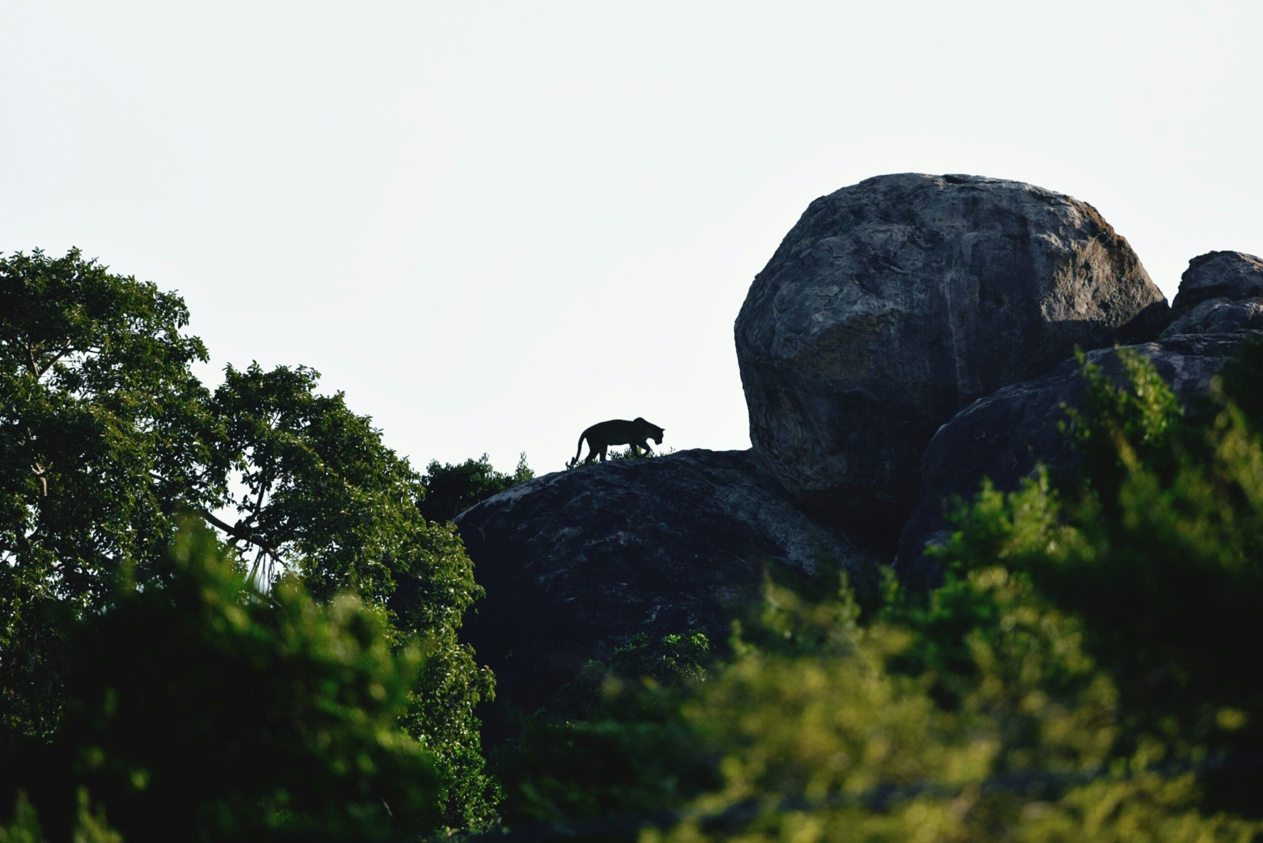 Een silhouet van een luipaard dat bovenop een rotsachtig terrein loopt, omringd door grote rotsblokken en groene bomen, tegen een heldere lucht.