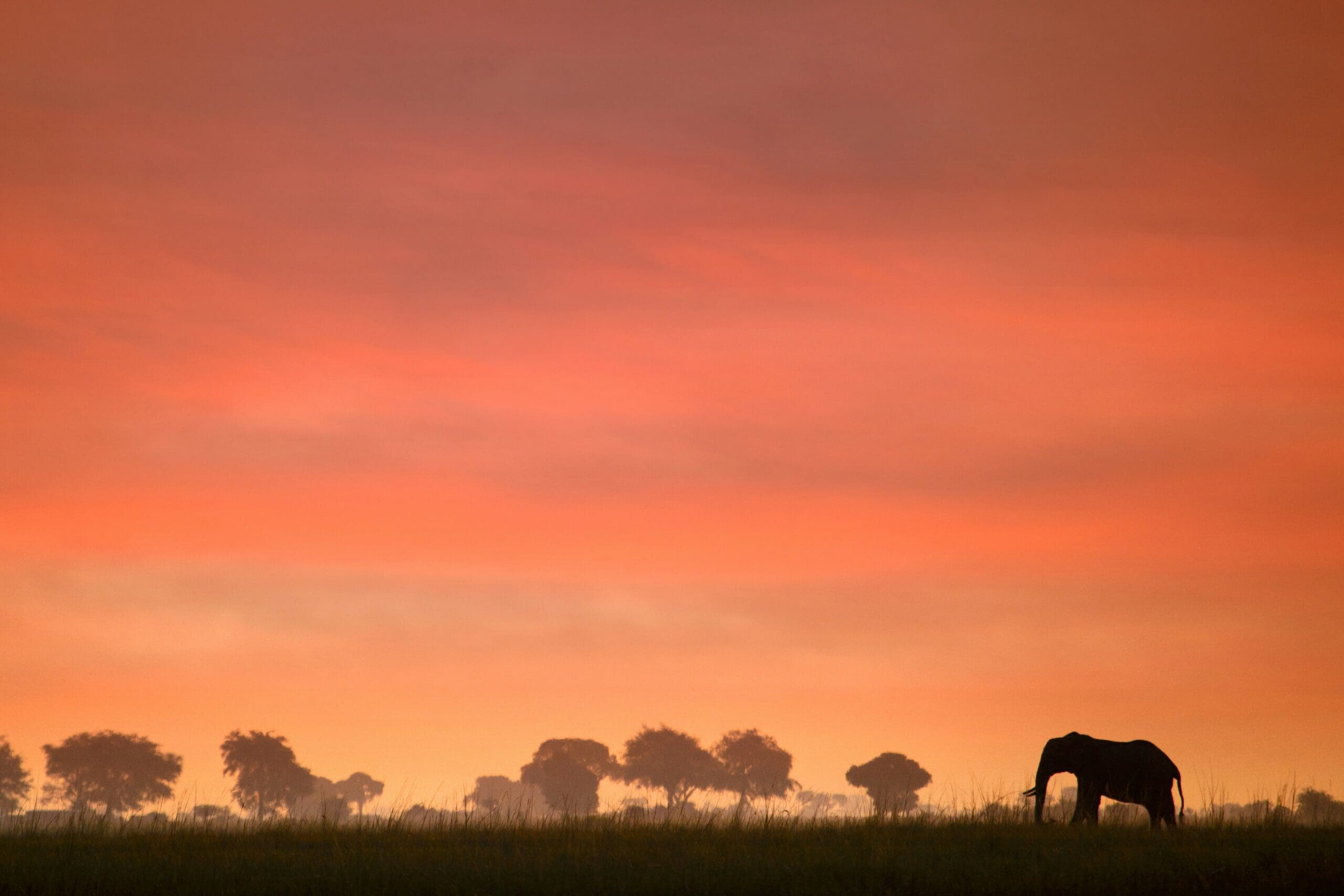 Een eenzame olifant staat in hoog gras met silhouetten van bomen op de achtergrond onder een levendige oranje en roze zonsondergang.