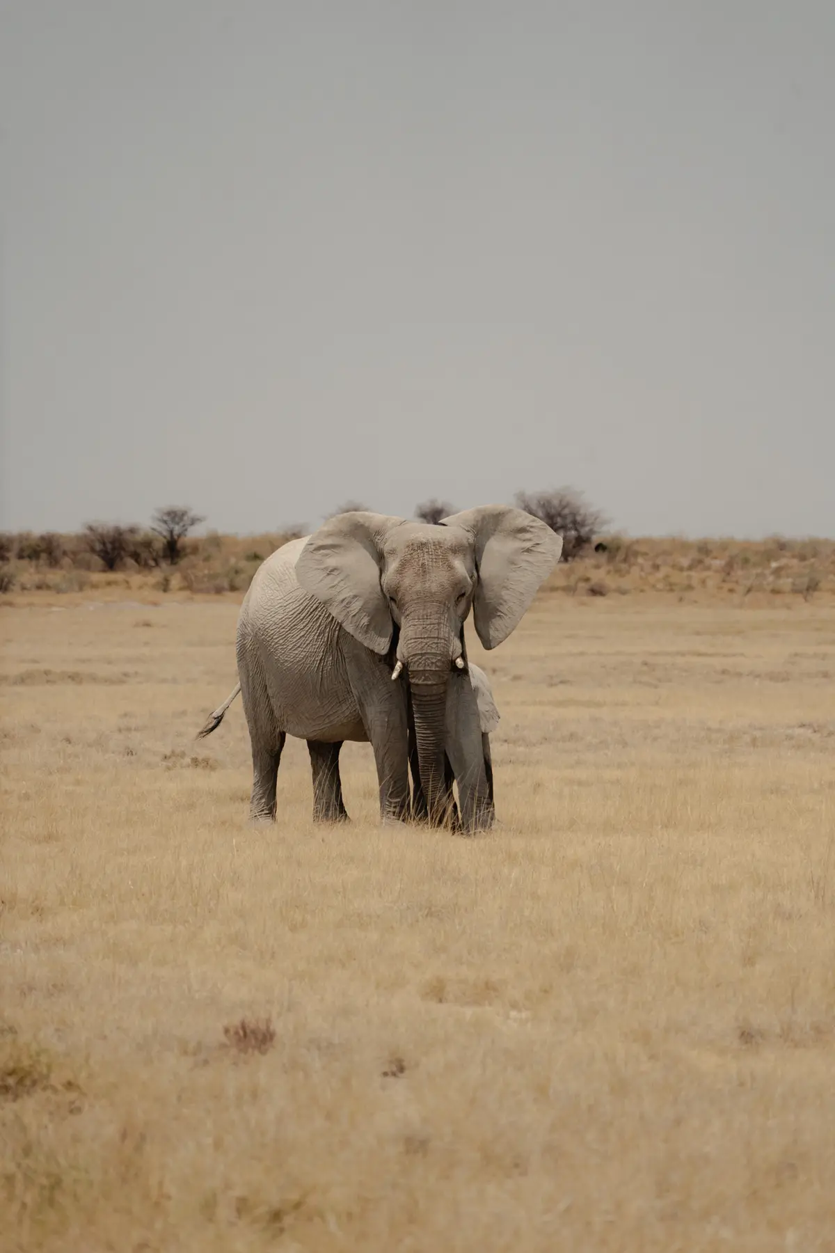 Een volwassen olifant staat in droge, gele graslanden met een kleinere olifant gedeeltelijk verborgen onder hem; schaarse struiken en een bleke lucht zijn op de achtergrond te zien.