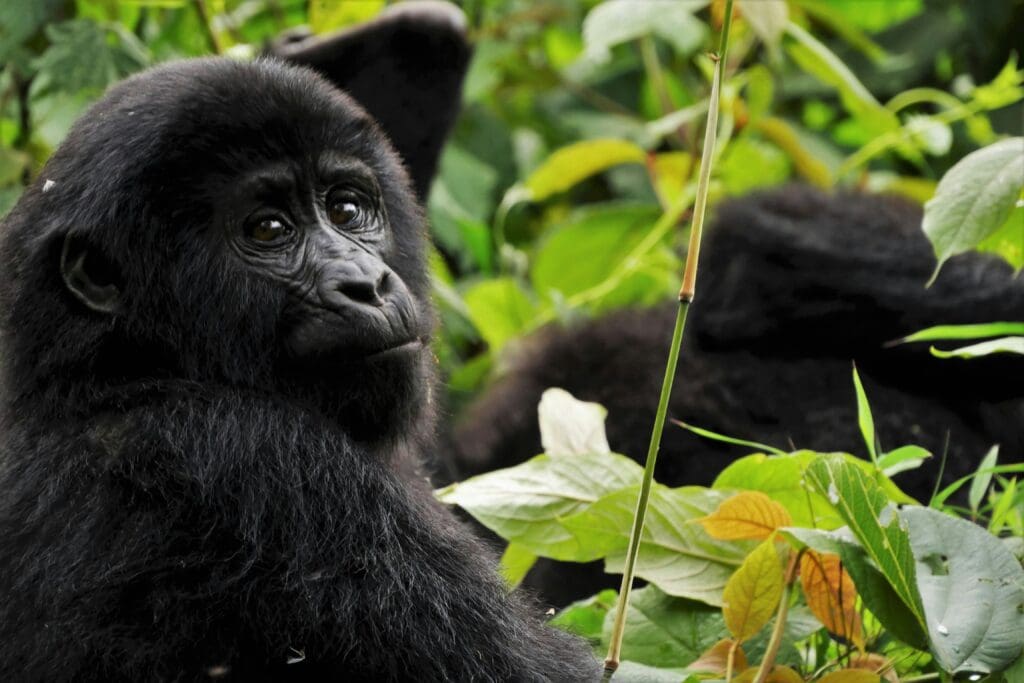 Een jonge gorilla zit tussen weelderig groen gebladerte en kijkt met een kalme uitdrukking achterom over zijn schouder. Een andere gorilla is gedeeltelijk zichtbaar op de achtergrond.