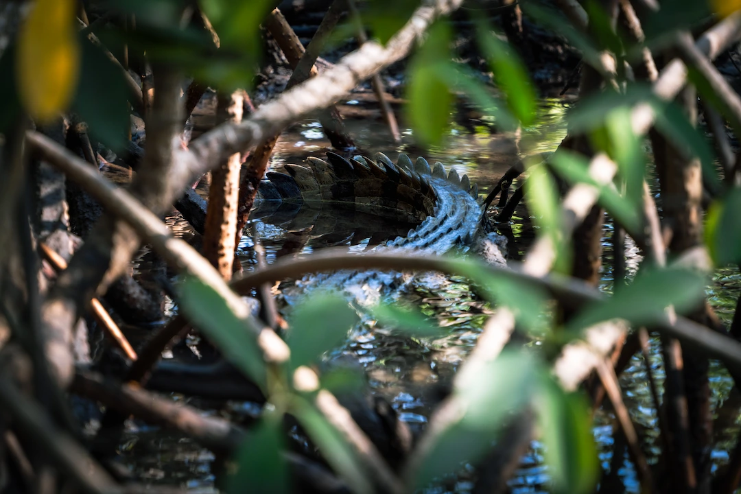 Een krokodil die gedeeltelijk in het water ligt, gaat schuil tussen de takken en bladeren van de mangrovebomen en gaat op in de modderige, zonovergoten omgeving.