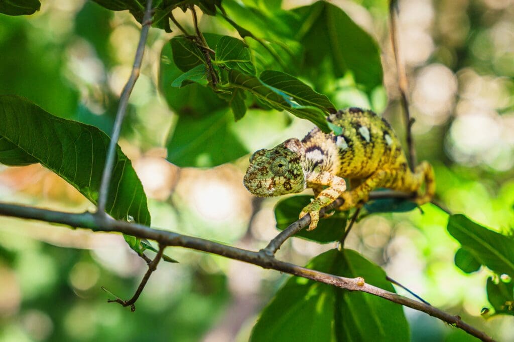 Rondreis Madagaskar in 3 weken: De klassieke RN7 route