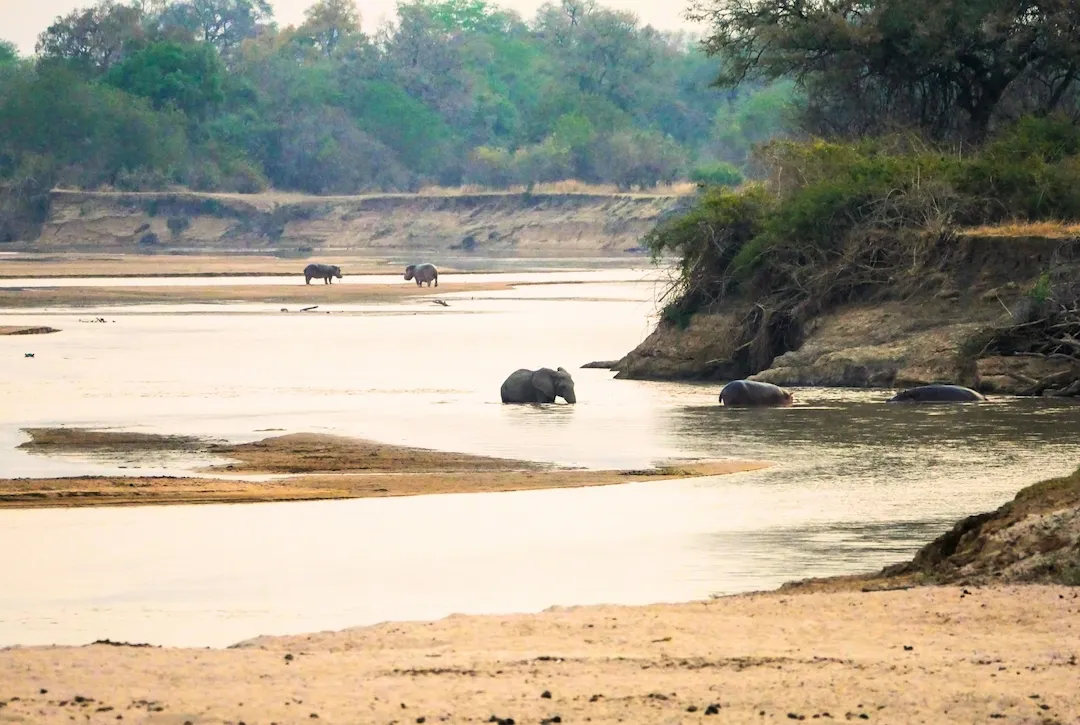 Een rivier slingert zich door een savanne waar olifanten in het water waden en in de verte nog meer dieren te zien zijn; op de achtergrond staan groene bomen.