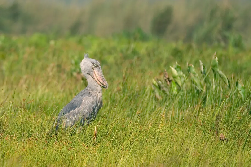 Een grote schoensnavelooievaar staat in hoog groen gras, omringd door weelderige vegetatie, met op de achtergrond een wazig groen landschap.