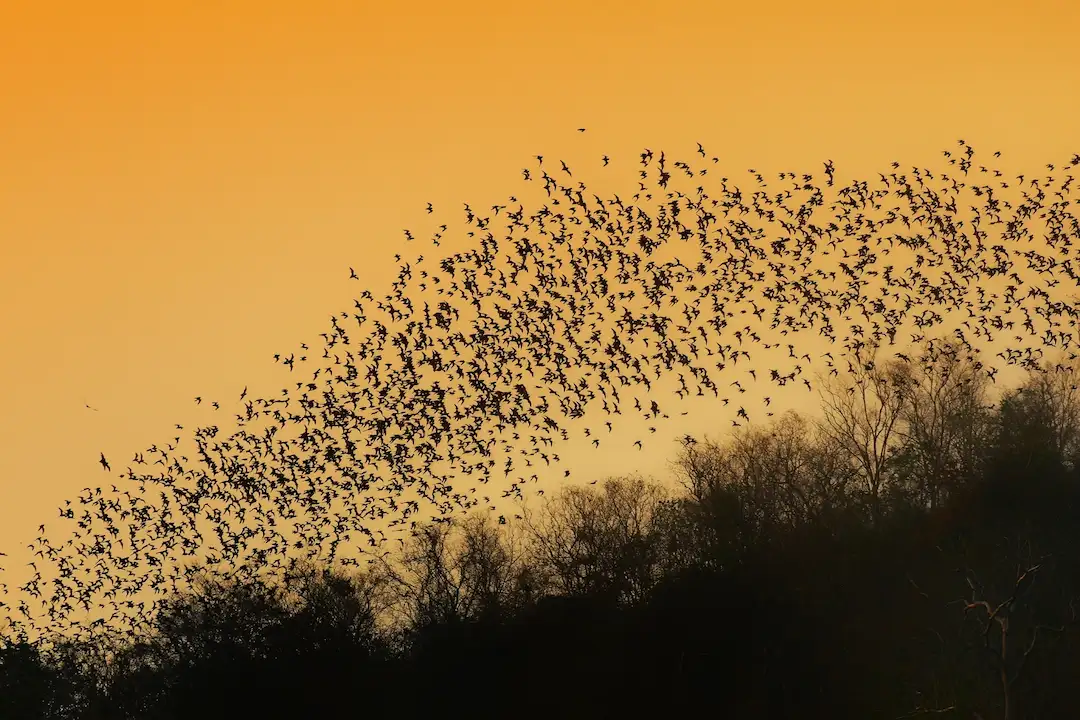 Bij zonsondergang vliegt een grote zwerm vogels in formatie boven de silhouetten van bomen, met een oranje lucht op de achtergrond.