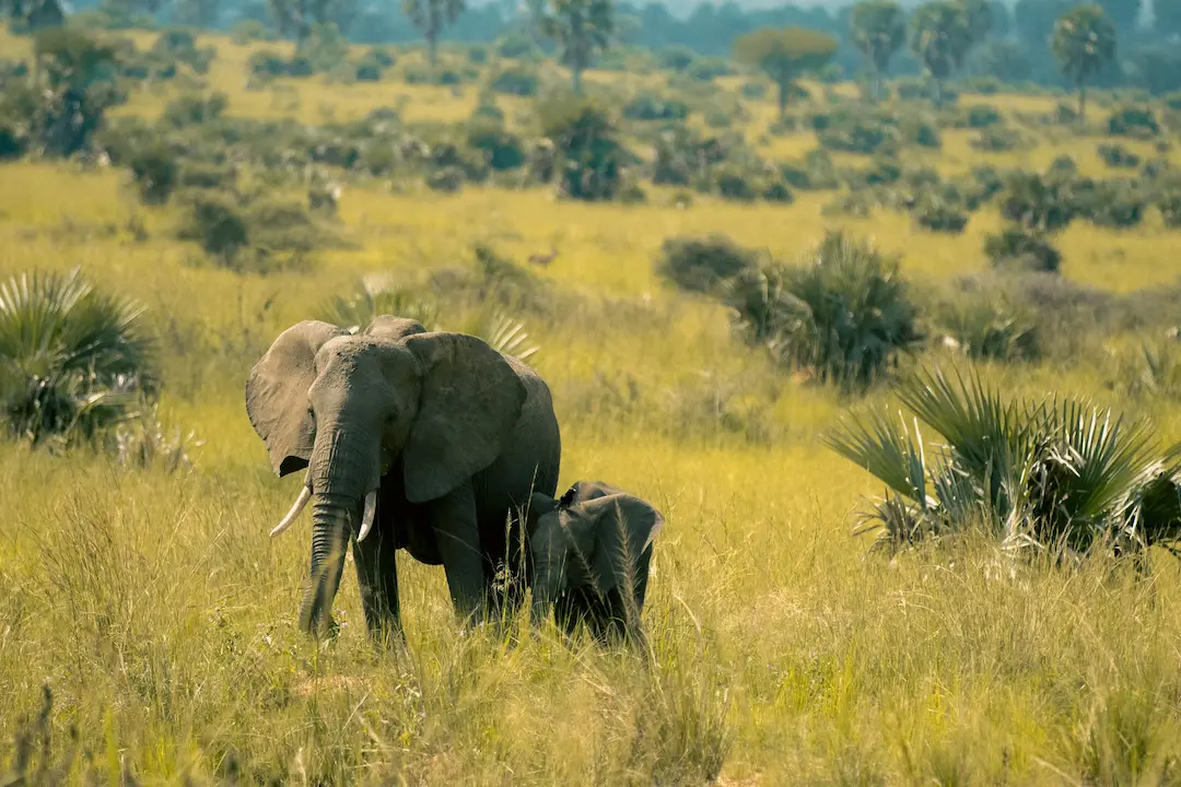 Een volwassen olifant en een olifantje staan samen in het hoge gras op een zonovergoten savanne, omringd door hier en daar verspreide bomen en struiken.