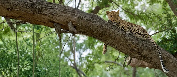 2 Weeks in Eastern Zambia: From Bush to Wetlands