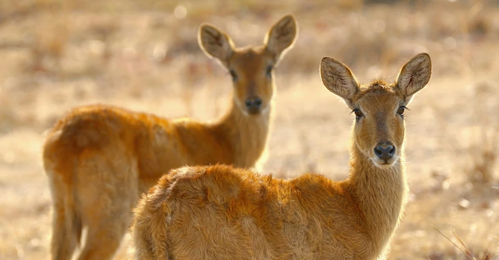 Zwei Rehe mit hellbraunem Fell stehen auf einer sonnenbeschienenen Wiese mit trockenem Gras; eines im Vordergrund blickt in die Kamera, das andere ist im Hintergrund leicht unscharf.