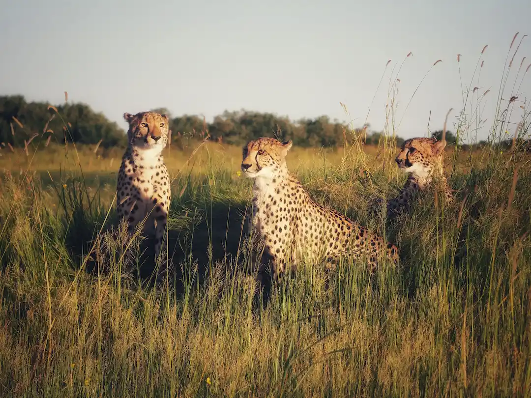 Drie cheeta's zitten en staan in het hoge gras van een grasrijke savanne onder een heldere hemel, terwijl ze in verschillende richtingen kijken. Op de achtergrond zijn struiken en bomen te zien.