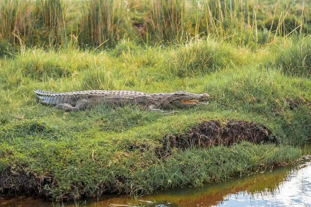 Een krokodil ligt op het groene gras aan de rand van een modderige rivieroever en gaat gedeeltelijk op in de omgeving, met hoog riet op de achtergrond.