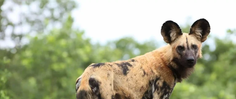 Kafue National Park & Busanga Plains