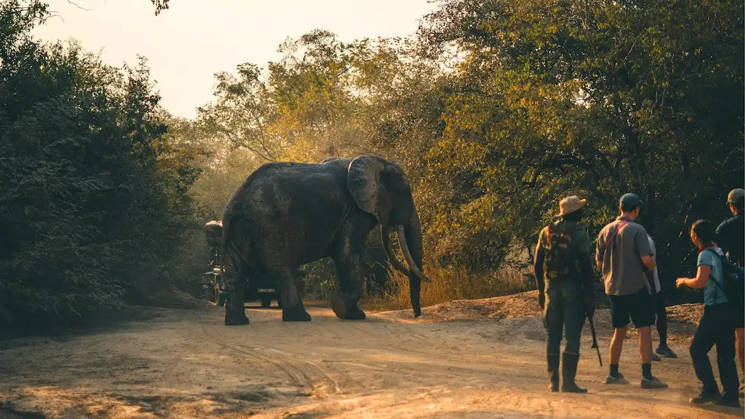 Een olifant loopt over een zandpad langs een groepje mensen dat daar in de buurt staat.