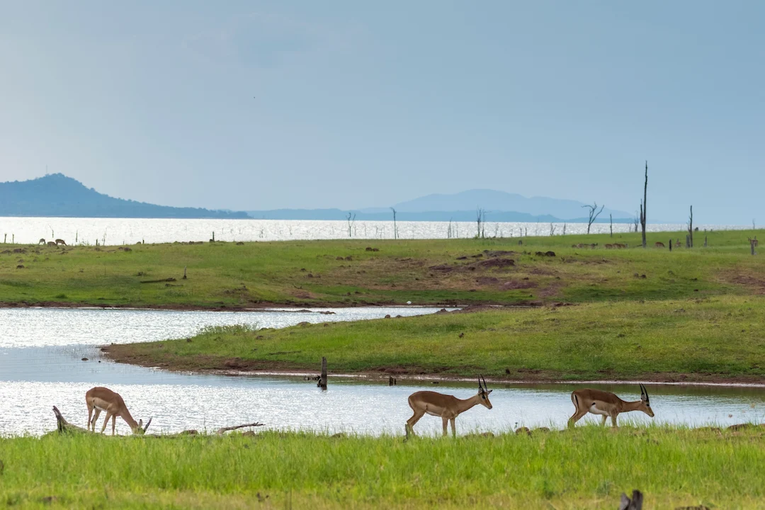 Drie impala's grazen bij een meer in een grasrijk landschap met heuvels in de verte.