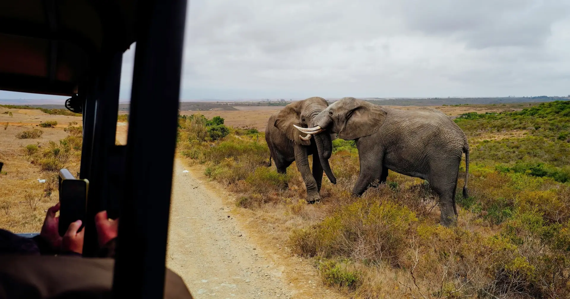 Twee olifanten gaan met elkaar om op een zandpad in de savanne, gezien vanuit de kooi van een safarivoertuig.