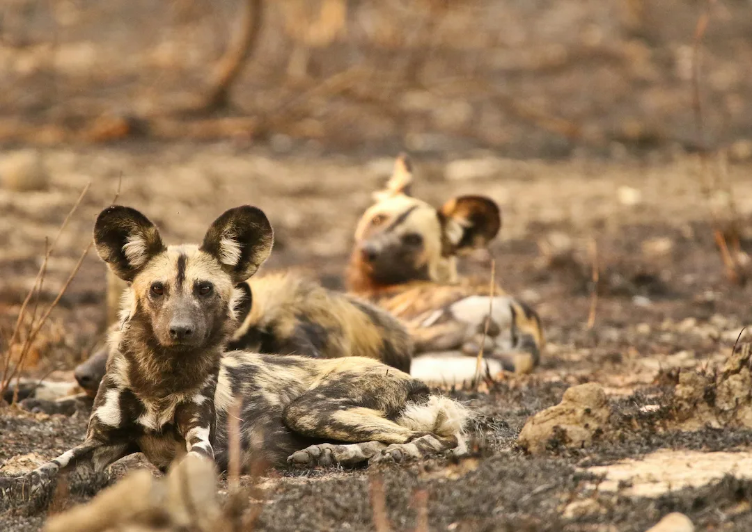 Twee Afrikaanse wilde honden die uitrusten op verschroeide aarde.