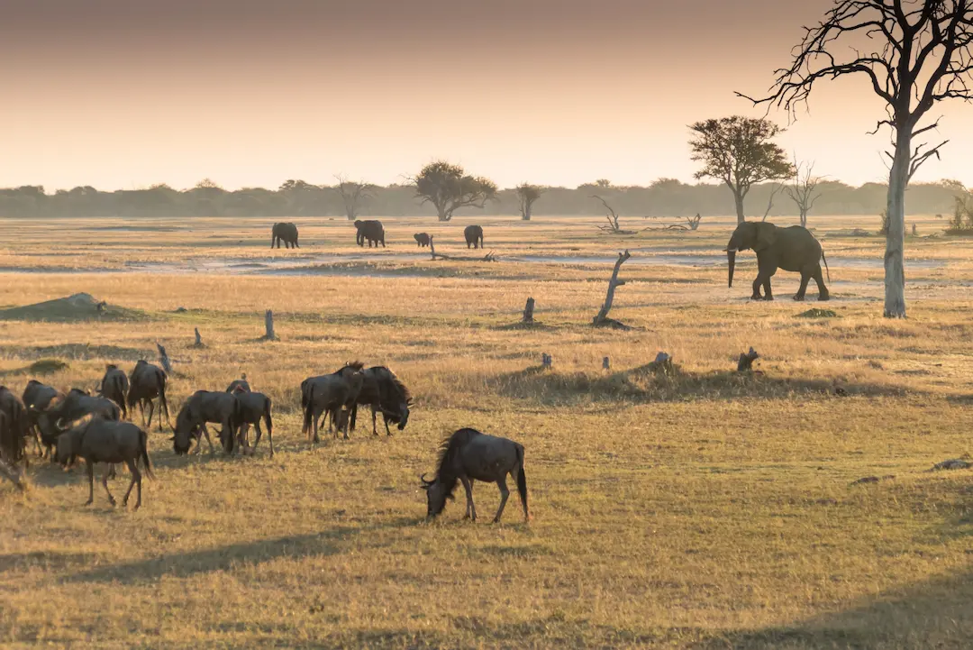 Een kudde gnoes graast in een savannelandschap, met in de verte olifanten.