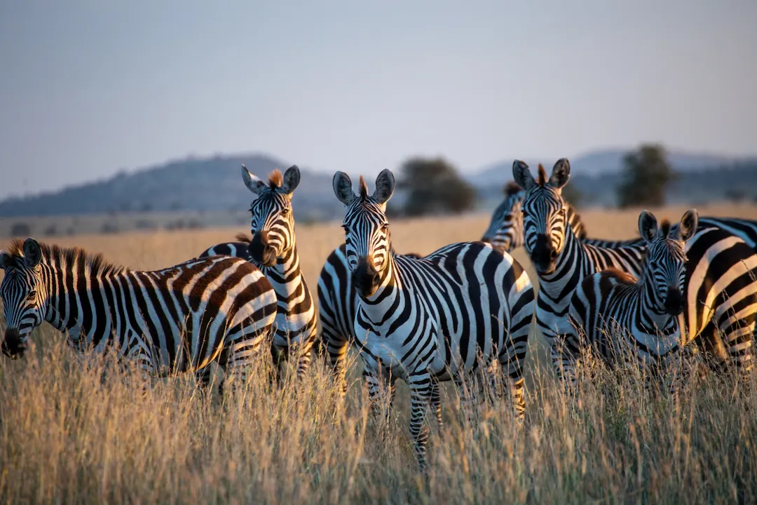 Een kudde zebra’s die in hoog, goudkleurig gras staat.